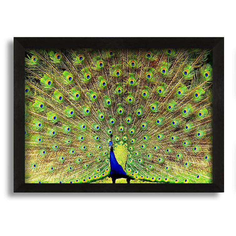 Latitude Run Peacock Paradise Picture Frame Photograph on Canvas